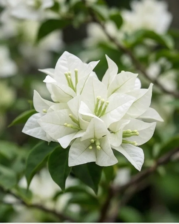 Salju_Dewata_Bougainvillea_Plant_|_Grafted_Rare_Elegant_Bloom_Variety_|_White_Pink_Tint_Flowers_|_Heavy_Flowering_|_Healthy_Live_Plant_Guaranteed