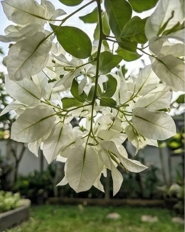 Salju_Dewata_Bougainvillea_Plant_|_Grafted_Rare_Elegant_Bloom_Variety_|_White_Pink_Tint_Flowers_|_Heavy_Flowering_|_Healthy_Live_Plant_Guaranteed