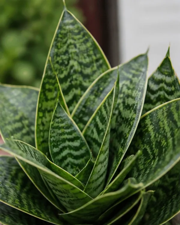 Sansevieria_Dwarf_Snake_Plant_|_Grafted_Snake_Plant_|_Air_Purifying_|_Low_Maintenance_|_Healthy_Live_Plant_Guaranteed