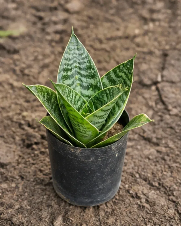 Sansevieria_Dwarf_Snake_Plant_|_Grafted_Snake_Plant_|_Air_Purifying_|_Low_Maintenance_|_Healthy_Live_Plant_Guaranteed