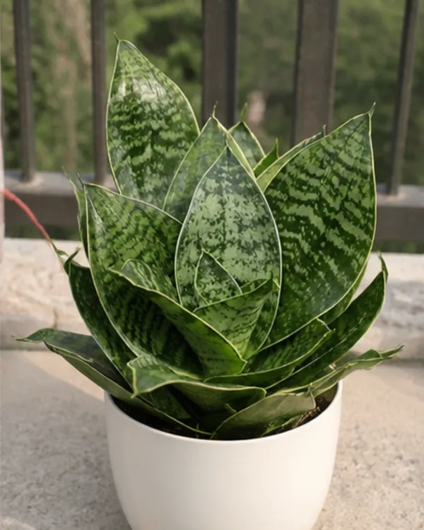 Sansevieria_Dwarf_Snake_Plant_|_Grafted_Snake_Plant_|_Air_Purifying_|_Low_Maintenance_|_Healthy_Live_Plant_Guaranteed