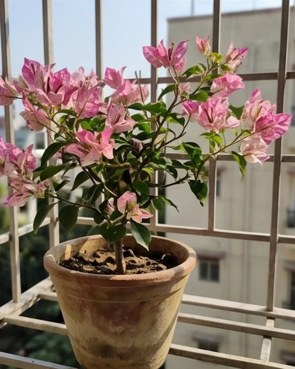 Sexy_Ice_Bougainvillea_Plant_|_Grafted_Unique_Ice_Tone_Bloom_Variety_|_Pink_White_Frosted_Flowers_|_Heavy_Flowering_|_Healthy_Live_Plant_Guaranteed