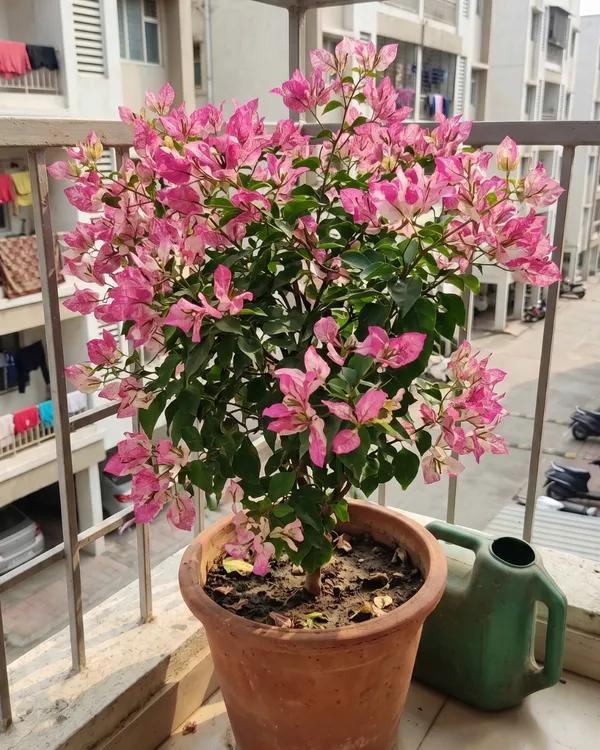 Sexy_Ice_Bougainvillea_Plant_|_Grafted_Unique_Ice_Tone_Bloom_Variety_|_Pink_White_Frosted_Flowers_|_Heavy_Flowering_|_Healthy_Live_Plant_Guaranteed