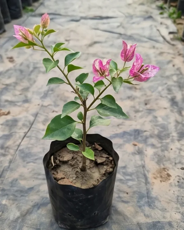 Sexy_Ice_Bougainvillea_Plant_|_Grafted_Unique_Ice_Tone_Bloom_Variety_|_Pink_White_Frosted_Flowers_|_Heavy_Flowering_|_Healthy_Live_Plant_Guaranteed