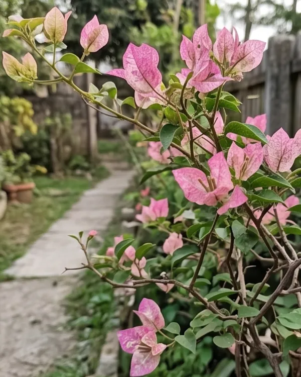 Sexy_Ice_Bougainvillea_Plant_|_Grafted_Unique_Ice_Tone_Bloom_Variety_|_Pink_White_Frosted_Flowers_|_Heavy_Flowering_|_Healthy_Live_Plant_Guaranteed