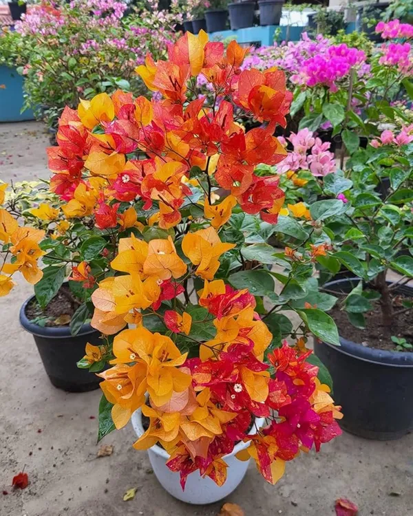 Gislenus_Adarna_Bougainvillea_Plant_|_Grafted_Rare_Exotic_Variety_|_Vibrant_Long-Lasting_Flowers_|_Ideal_for_Terrace_&_Outdoor_Gardens_|_Healthy_Live_Plant_Guaranteed.