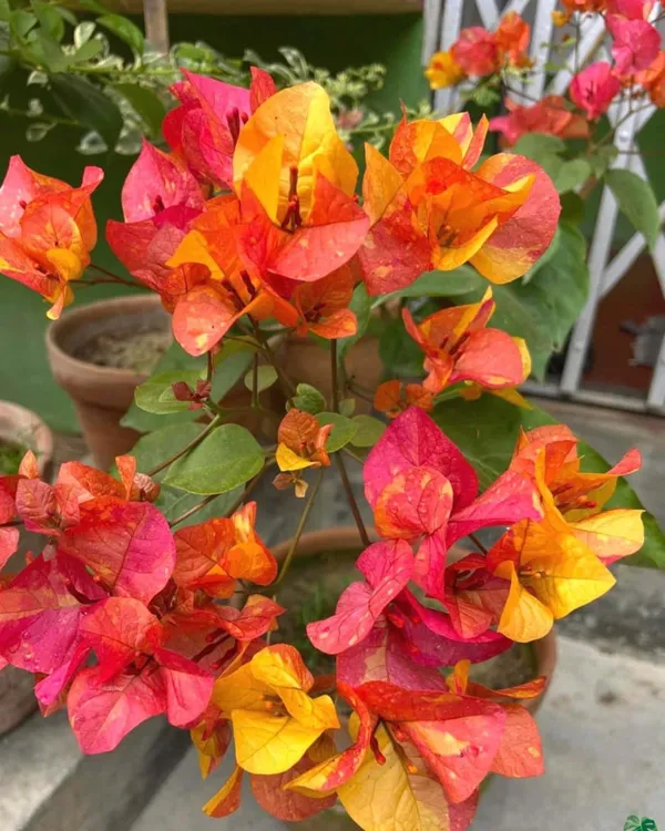 Gislenus_Adarna_Bougainvillea_Plant_|_Grafted_Rare_Exotic_Variety_|_Vibrant_Long-Lasting_Flowers_|_Ideal_for_Terrace_&_Outdoor_Gardens_|_Healthy_Live_Plant_Guaranteed.