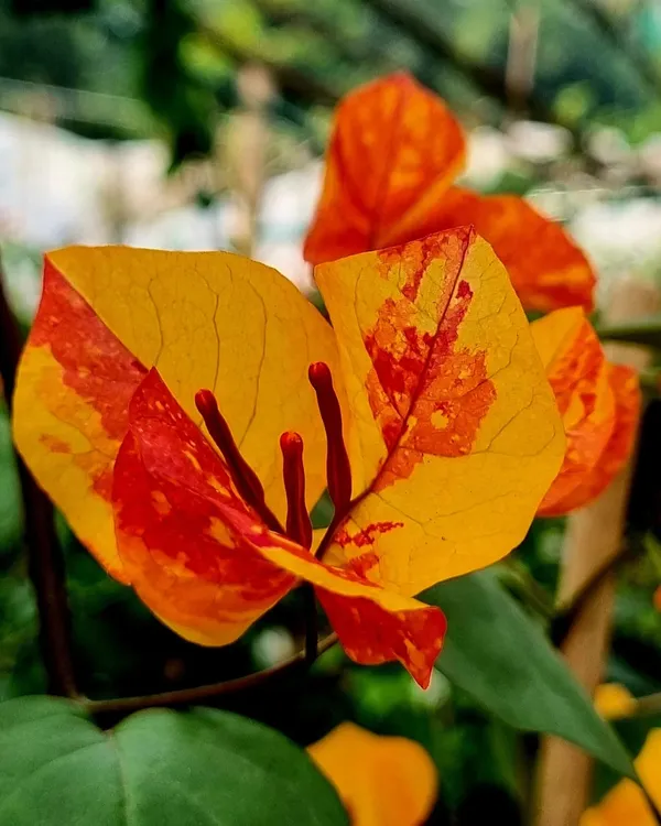 Gislenus_Adarna_Bougainvillea_Plant_|_Grafted_Rare_Exotic_Variety_|_Vibrant_Long-Lasting_Flowers_|_Ideal_for_Terrace_&_Outdoor_Gardens_|_Healthy_Live_Plant_Guaranteed.