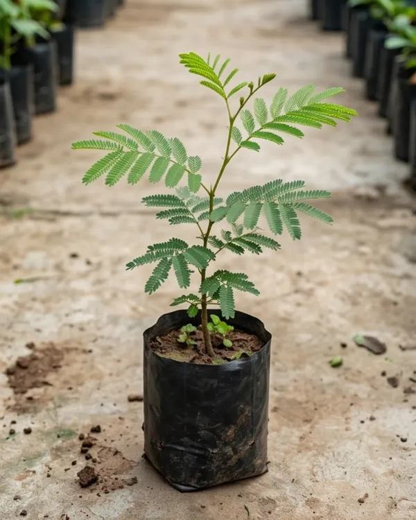 Shami_Plant_|_Grafted_Prosopis_Cineraria_|_Sacred_Vastu_Plant_|_Healthy_Live_Plant_Guaranteed