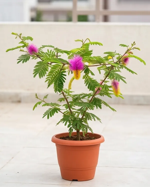 Shami_Plant_|_Grafted_Prosopis_Cineraria_|_Sacred_Vastu_Plant_|_Healthy_Live_Plant_Guaranteed