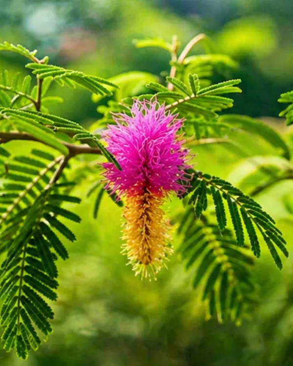 Shami_Plant_|_Grafted_Prosopis_Cineraria_|_Sacred_Vastu_Plant_|_Healthy_Live_Plant_Guaranteed
