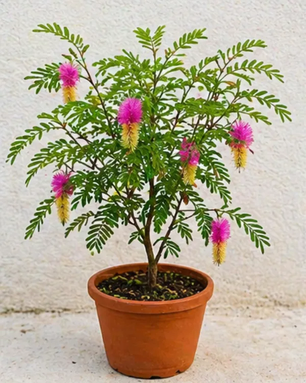Shami_Plant_|_Grafted_Prosopis_Cineraria_|_Sacred_Vastu_Plant_|_Healthy_Live_Plant_Guaranteed