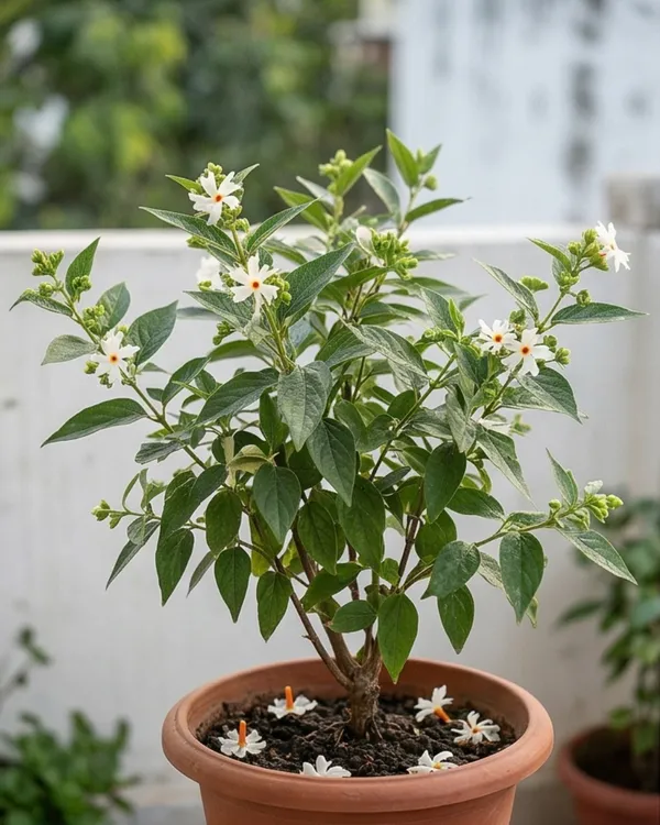Parijat_Plant_|_Shiuli_Hybrid_Plant_|_Grafted_Night_Flowering_Jasmine_Hybrid_|_Healthy_Live_Plant_Guaranteed