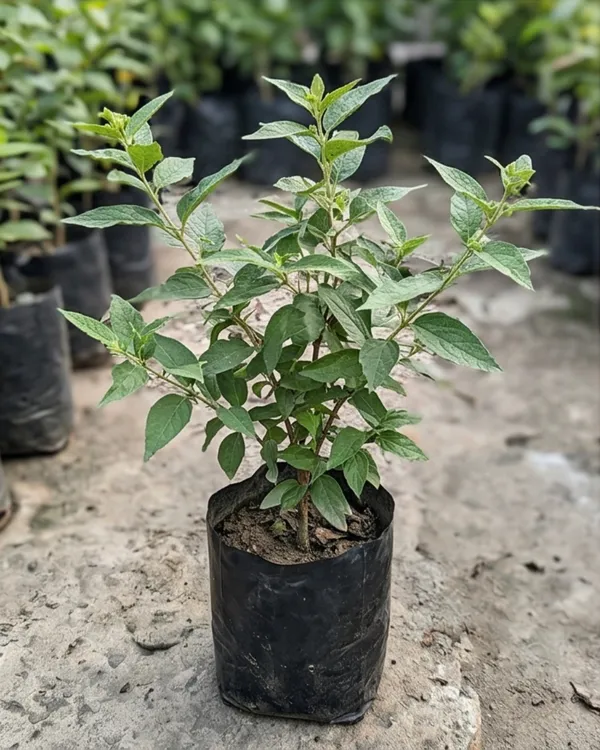 Parijat_Plant_|_Shiuli_Hybrid_Plant_|_Grafted_Night_Flowering_Jasmine_Hybrid_|_Healthy_Live_Plant_Guaranteed