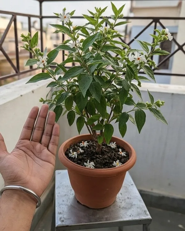 Parijat_Plant_|_Shiuli_Hybrid_Plant_|_Grafted_Night_Flowering_Jasmine_Hybrid_|_Healthy_Live_Plant_Guaranteed