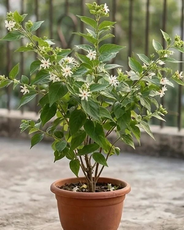 Shiuli_Plant_|_Grafted_Night_Flowering_Jasmine_|_Parijat_Plant_|_Fragrant_Plant_|_Healthy_Live_Plant_Guaranteed