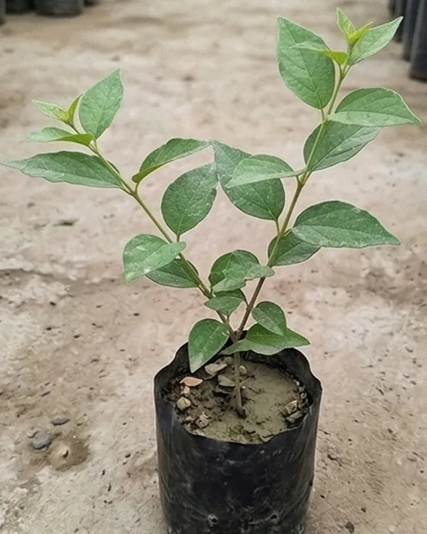 Shiuli_Plant_|_Grafted_Night_Flowering_Jasmine_|_Parijat_Plant_|_Fragrant_Plant_|_Healthy_Live_Plant_Guaranteed