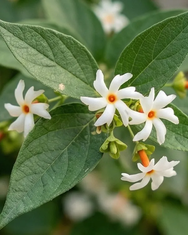 Shiuli_Plant_|_Grafted_Night_Flowering_Jasmine_|_Parijat_Plant_|_Fragrant_Plant_|_Healthy_Live_Plant_Guaranteed