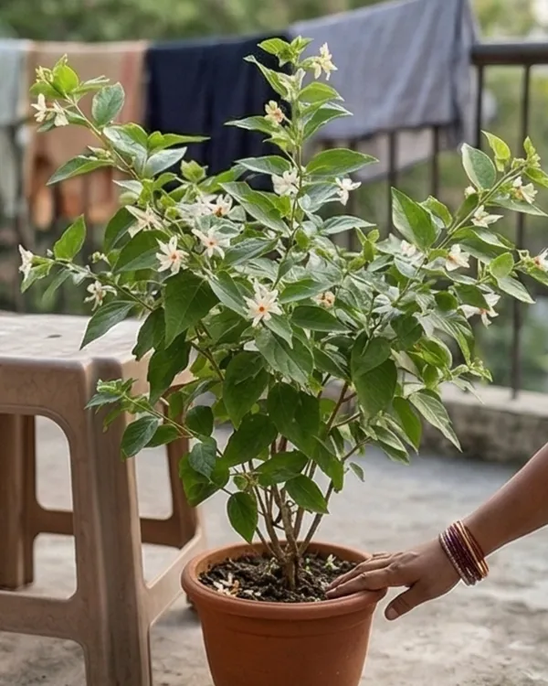 Shiuli_Plant_|_Grafted_Night_Flowering_Jasmine_|_Parijat_Plant_|_Fragrant_Plant_|_Healthy_Live_Plant_Guaranteed