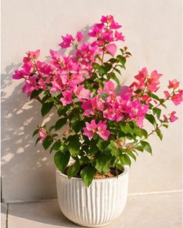 Skyline_Bougainvillea_Plant_|_Grafted_Exotic_Bright_Bloom_Variety_|_Orange_Pink_Flowers_|_Heavy_Flowering_|_Healthy_Live_Plant_Guaranteed