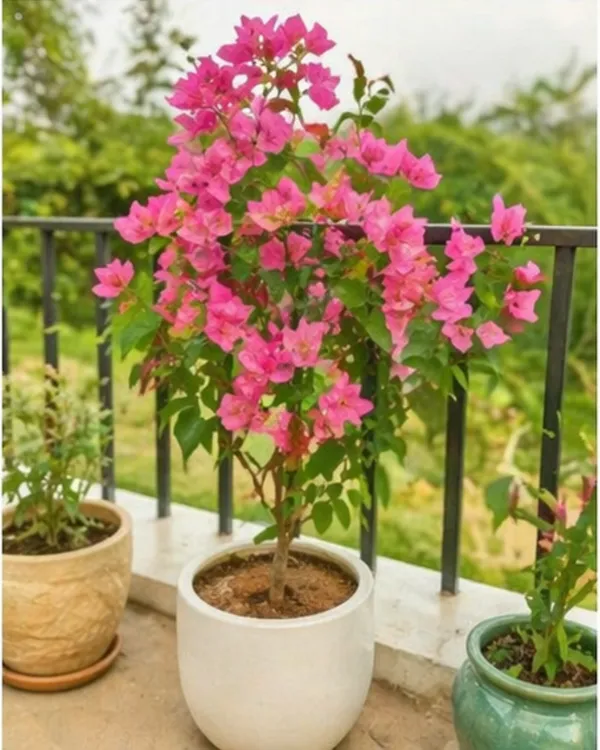 Skyline_Bougainvillea_Plant_|_Grafted_Exotic_Bright_Bloom_Variety_|_Orange_Pink_Flowers_|_Heavy_Flowering_|_Healthy_Live_Plant_Guaranteed