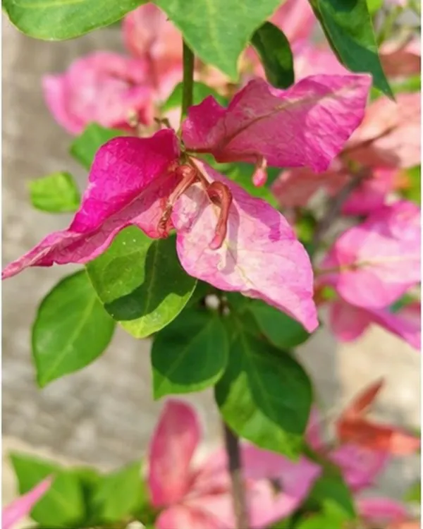 Skyline_Bougainvillea_Plant_|_Grafted_Exotic_Bright_Bloom_Variety_|_Orange_Pink_Flowers_|_Heavy_Flowering_|_Healthy_Live_Plant_Guaranteed