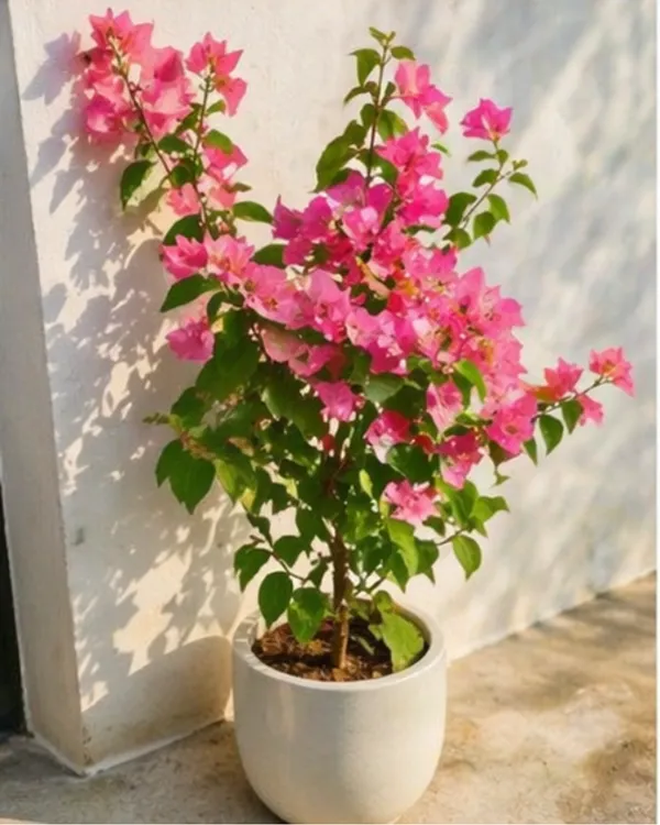 Skyline_Bougainvillea_Plant_|_Grafted_Exotic_Bright_Bloom_Variety_|_Orange_Pink_Flowers_|_Heavy_Flowering_|_Healthy_Live_Plant_Guaranteed