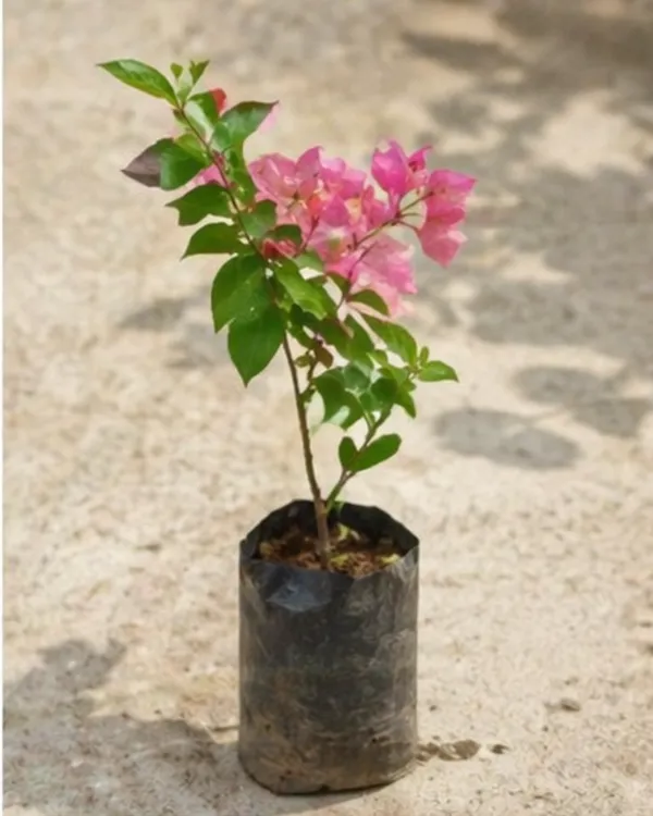 Skyline_Bougainvillea_Plant_|_Grafted_Exotic_Bright_Bloom_Variety_|_Orange_Pink_Flowers_|_Heavy_Flowering_|_Healthy_Live_Plant_Guaranteed
