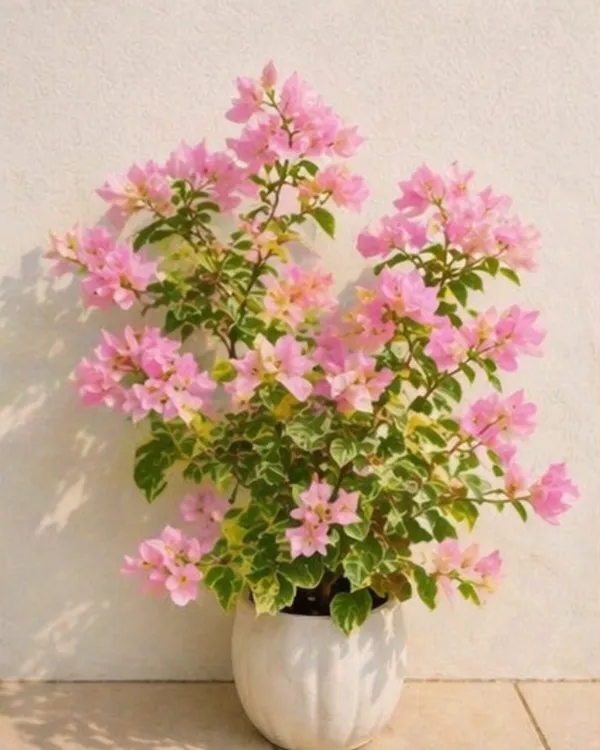 Snow_Pink_Bougainvillea_Plant_|_Grafted_Soft_Pastel_Bloom_Variety_|_Light_Pink_Flowers_|_Heavy_Flowering_|_Healthy_Live_Plant_Guaranteed