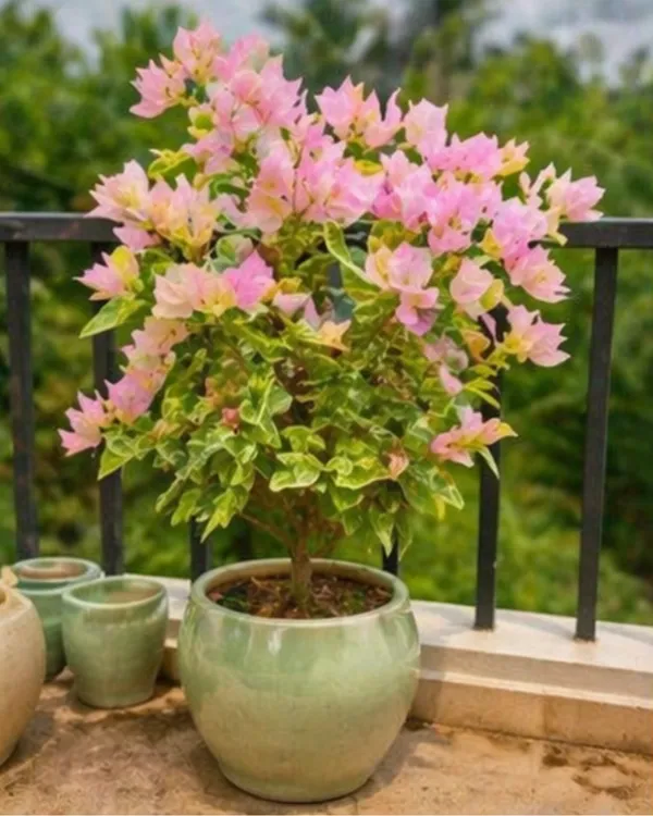Snow_Pink_Bougainvillea_Plant_|_Grafted_Soft_Pastel_Bloom_Variety_|_Light_Pink_Flowers_|_Heavy_Flowering_|_Healthy_Live_Plant_Guaranteed