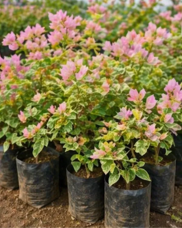 Snow_Pink_Bougainvillea_Plant_|_Grafted_Soft_Pastel_Bloom_Variety_|_Light_Pink_Flowers_|_Heavy_Flowering_|_Healthy_Live_Plant_Guaranteed