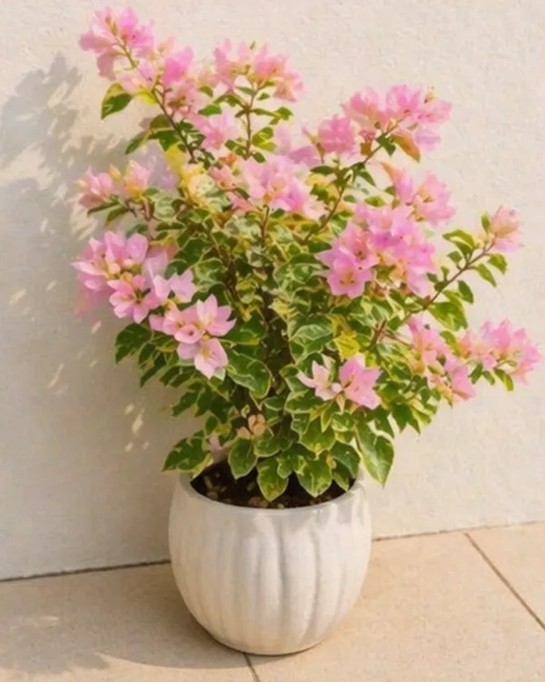 Snow_Pink_Bougainvillea_Plant_|_Grafted_Soft_Pastel_Bloom_Variety_|_Light_Pink_Flowers_|_Heavy_Flowering_|_Healthy_Live_Plant_Guaranteed