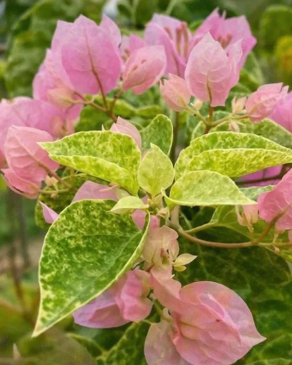 Snow_Pink_Bougainvillea_Plant_|_Grafted_Soft_Pastel_Bloom_Variety_|_Light_Pink_Flowers_|_Heavy_Flowering_|_Healthy_Live_Plant_Guaranteed