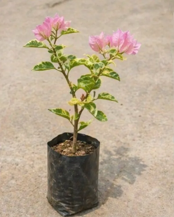 Snow_Pink_Bougainvillea_Plant_|_Grafted_Soft_Pastel_Bloom_Variety_|_Light_Pink_Flowers_|_Heavy_Flowering_|_Healthy_Live_Plant_Guaranteed