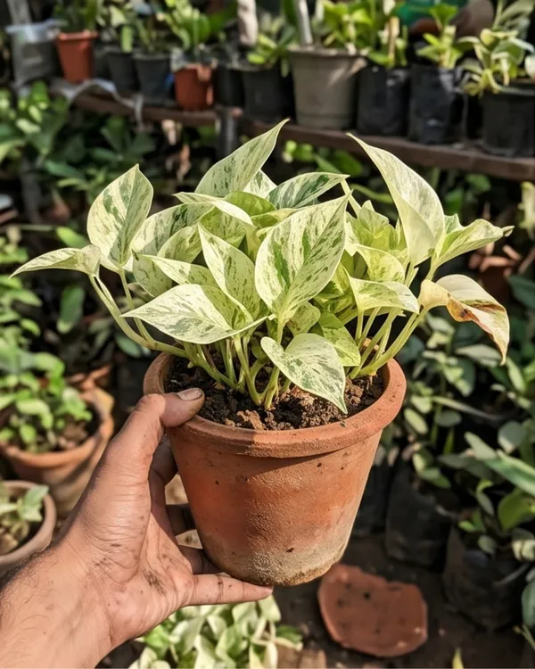 Snow_Queen_Money_Plant_|_Grafted_Indoor_|_Snow_Queen_Pothos_|_Air_Purifying_|_Low_Maintenance_|_Healthy_Live_Plant_Guaranteed