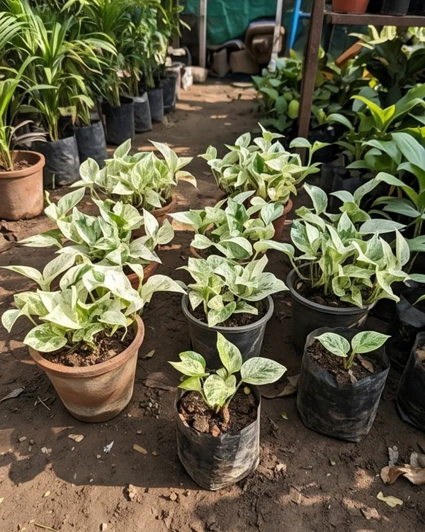 Snow_Queen_Money_Plant_|_Grafted_Indoor_|_Snow_Queen_Pothos_|_Air_Purifying_|_Low_Maintenance_|_Healthy_Live_Plant_Guaranteed