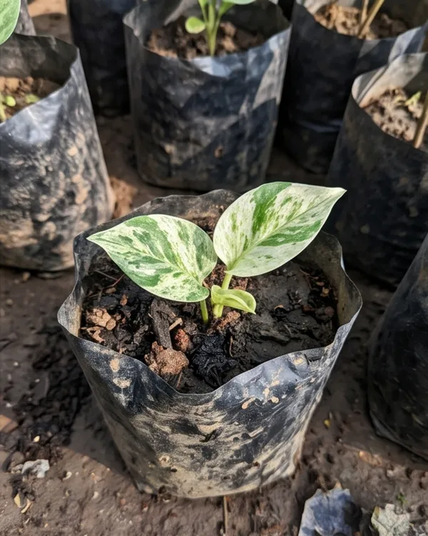 Snow_Queen_Money_Plant_|_Grafted_Indoor_|_Snow_Queen_Pothos_|_Air_Purifying_|_Low_Maintenance_|_Healthy_Live_Plant_Guaranteed