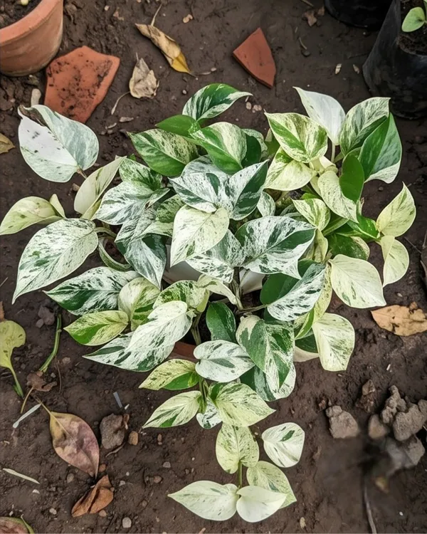 Snow_Queen_Money_Plant_|_Grafted_Indoor_|_Snow_Queen_Pothos_|_Air_Purifying_|_Low_Maintenance_|_Healthy_Live_Plant_Guaranteed