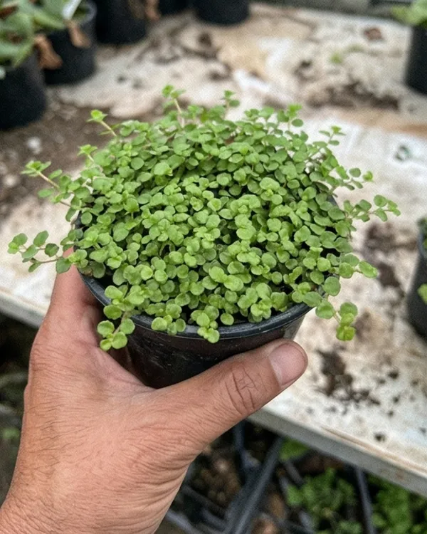 Soleirolia_Plant_|_Grafted_Baby_Tears_Plant_|_Carpet_Plant_|_Healthy_Live_Plant_Guaranteed