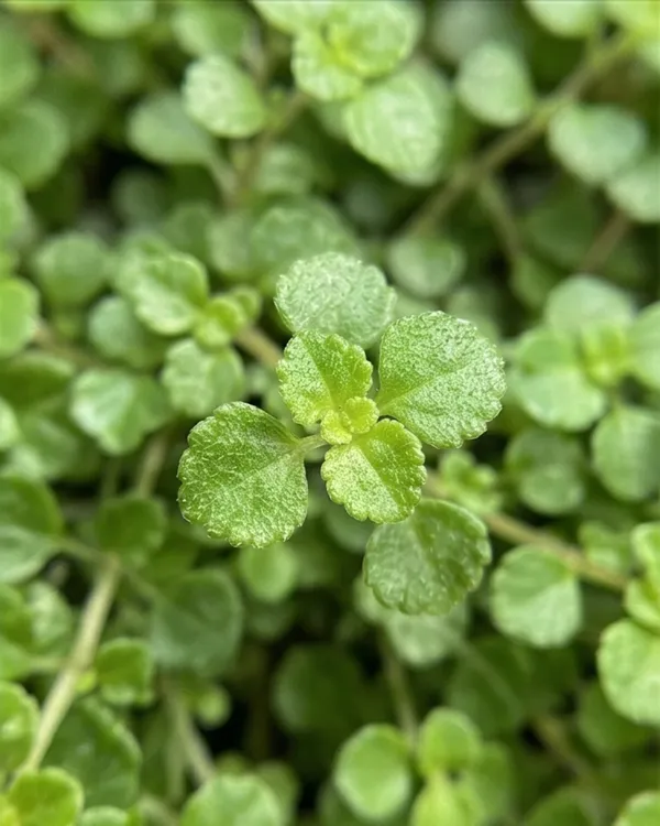 Soleirolia_Plant_|_Grafted_Baby_Tears_Plant_|_Carpet_Plant_|_Healthy_Live_Plant_Guaranteed