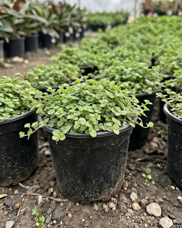 Soleirolia_Plant_|_Grafted_Baby_Tears_Plant_|_Carpet_Plant_|_Healthy_Live_Plant_Guaranteed