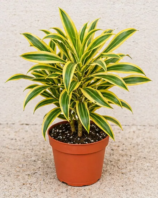 Song_of_India_Plant_|_Grafted_Dracaena_Reflexa_|_Air_Purifying_Indoor_Plant_|_Healthy_Live_Plant_Guaranteed