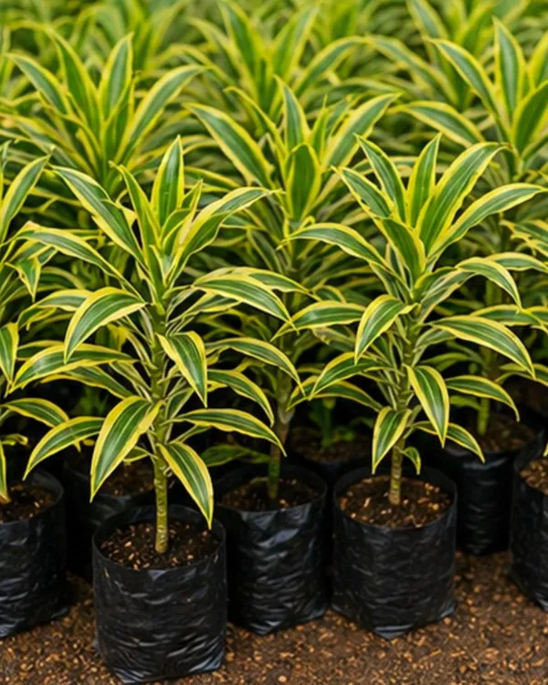Song_of_India_Plant_|_Grafted_Dracaena_Reflexa_|_Air_Purifying_Indoor_Plant_|_Healthy_Live_Plant_Guaranteed
