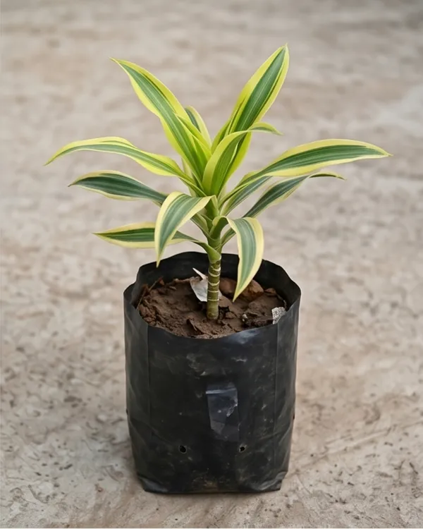 Song_of_India_Plant_|_Grafted_Dracaena_Reflexa_|_Air_Purifying_Indoor_Plant_|_Healthy_Live_Plant_Guaranteed