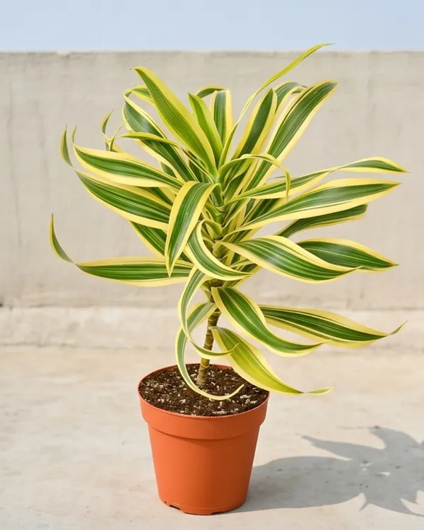 Song_of_India_Plant_|_Grafted_Dracaena_Reflexa_|_Air_Purifying_Indoor_Plant_|_Healthy_Live_Plant_Guaranteed