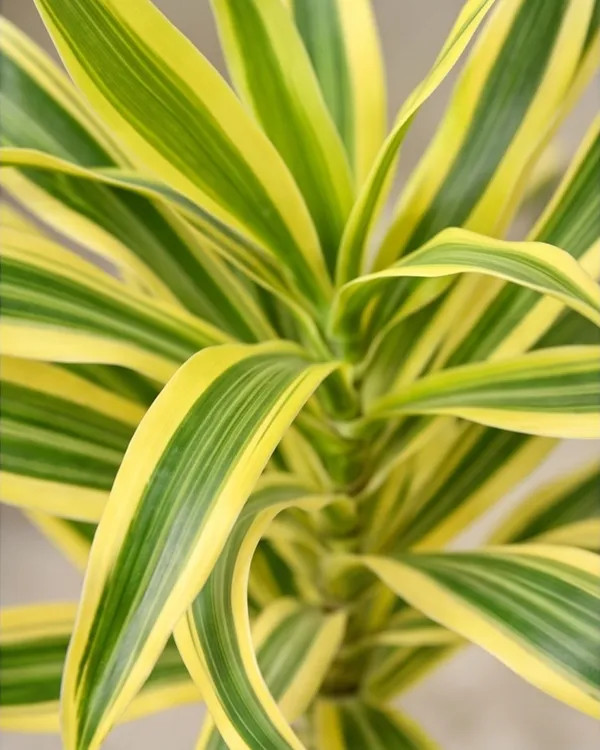 Song_of_India_Plant_|_Grafted_Dracaena_Reflexa_|_Air_Purifying_Indoor_Plant_|_Healthy_Live_Plant_Guaranteed