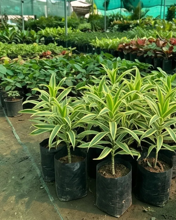 Song_of_India_Plant_|_Grafted_Dracaena_Reflexa_|_Air_Purifying_Indoor_Plant_|_Healthy_Live_Plant_Guaranteed