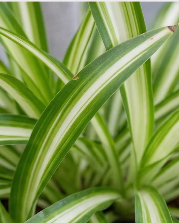 Spider_Plant_|_Grafted_Chlorophytum_Comosum_|_Air_Purifying_Indoor_Plant_|_Low_Maintenance_|_Healthy_Live_Plant_Guaranteed