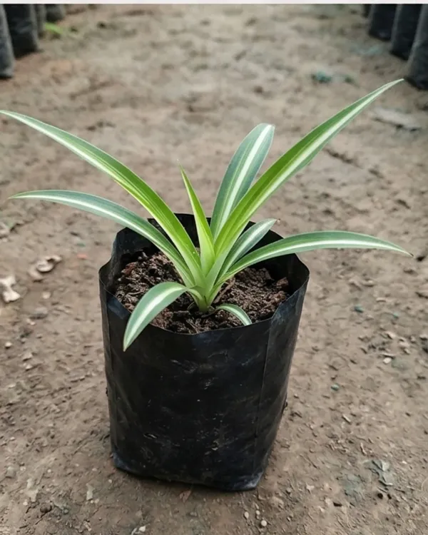Spider_Plant_|_Grafted_Chlorophytum_Comosum_|_Air_Purifying_Indoor_Plant_|_Low_Maintenance_|_Healthy_Live_Plant_Guaranteed