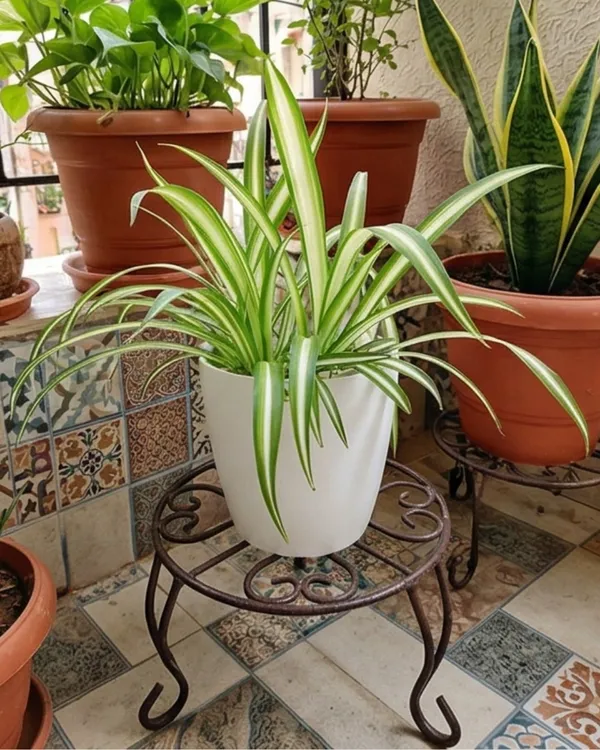 Spider_Plant_|_Grafted_Chlorophytum_Comosum_|_Air_Purifying_Indoor_Plant_|_Low_Maintenance_|_Healthy_Live_Plant_Guaranteed